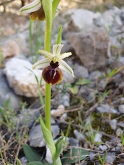 Ophrys exaltata arachnitiformis