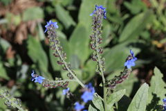 Cynoglossum amabile