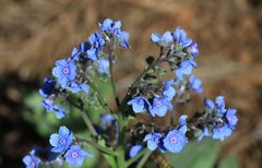 Cynoglossum amabile
