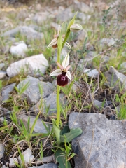 Ophrys exaltata arachnitiformis