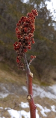 Rhus × borealis