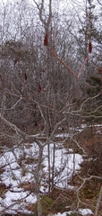 Rhus × borealis