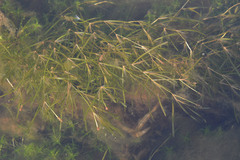 Potamogeton sibiricus