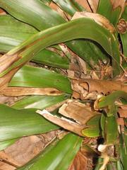 Carex fraseriana