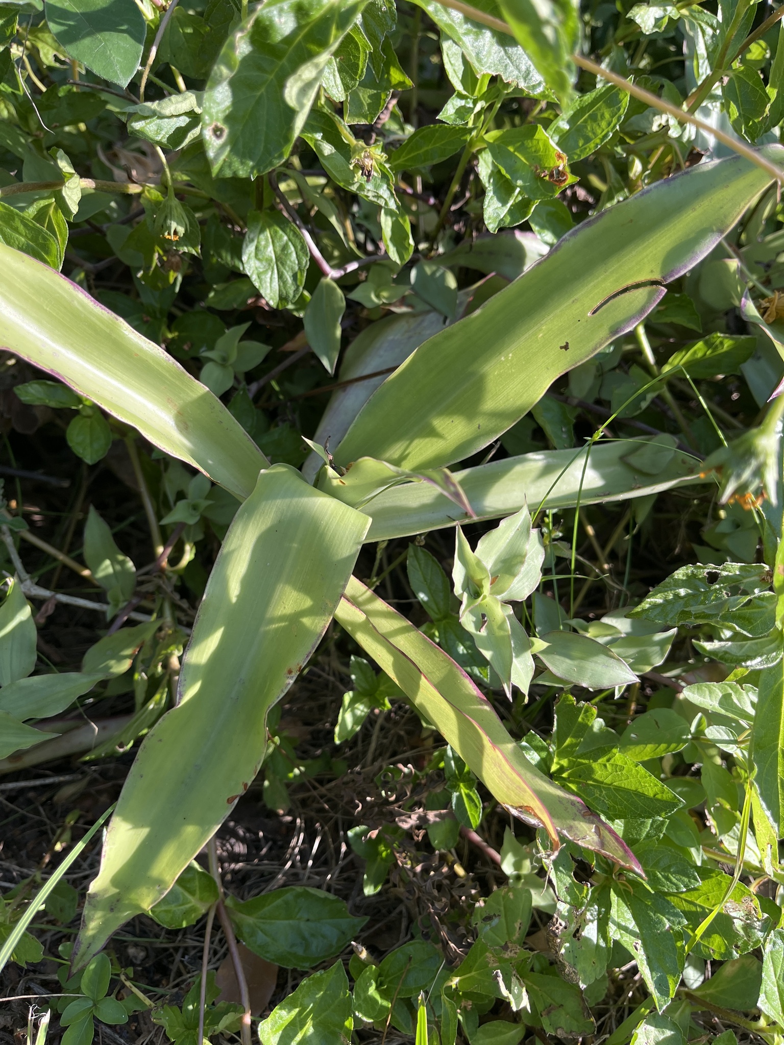 Basketplant (Callisia fragrans)