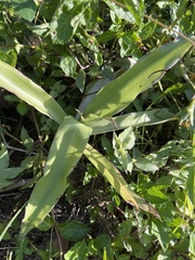 Callisie Odorante (Callisia fragrans)