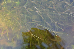 Potamogeton sibiricus
