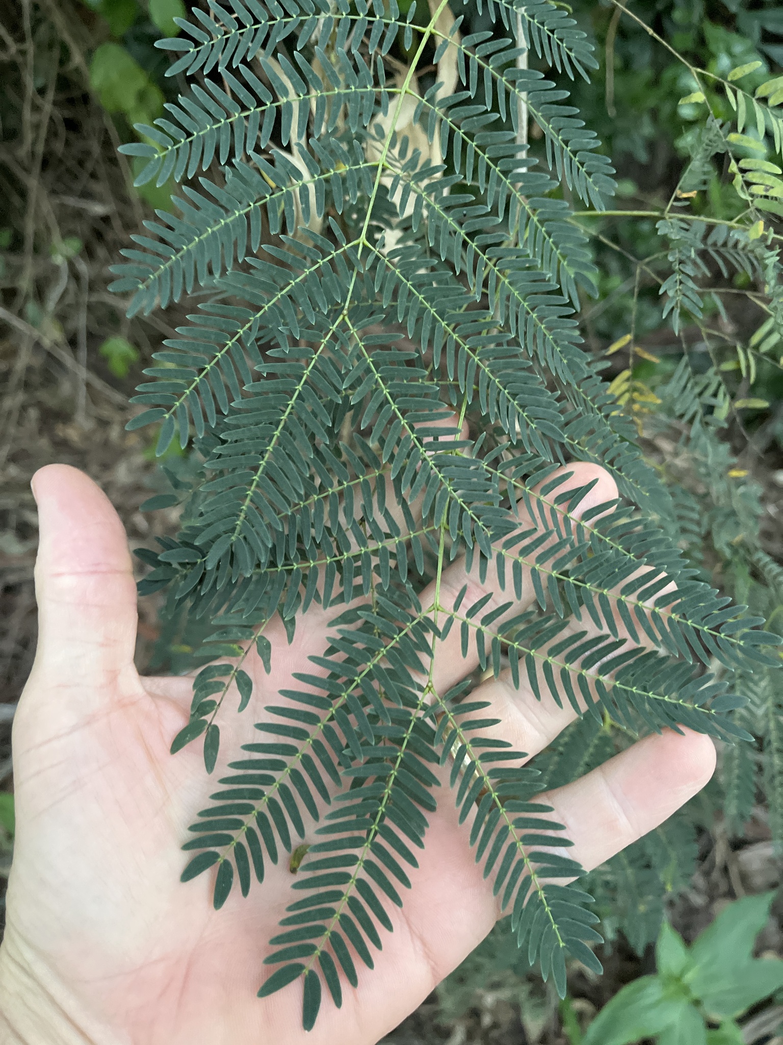 White Leadtree (Leucaena leucocephala)