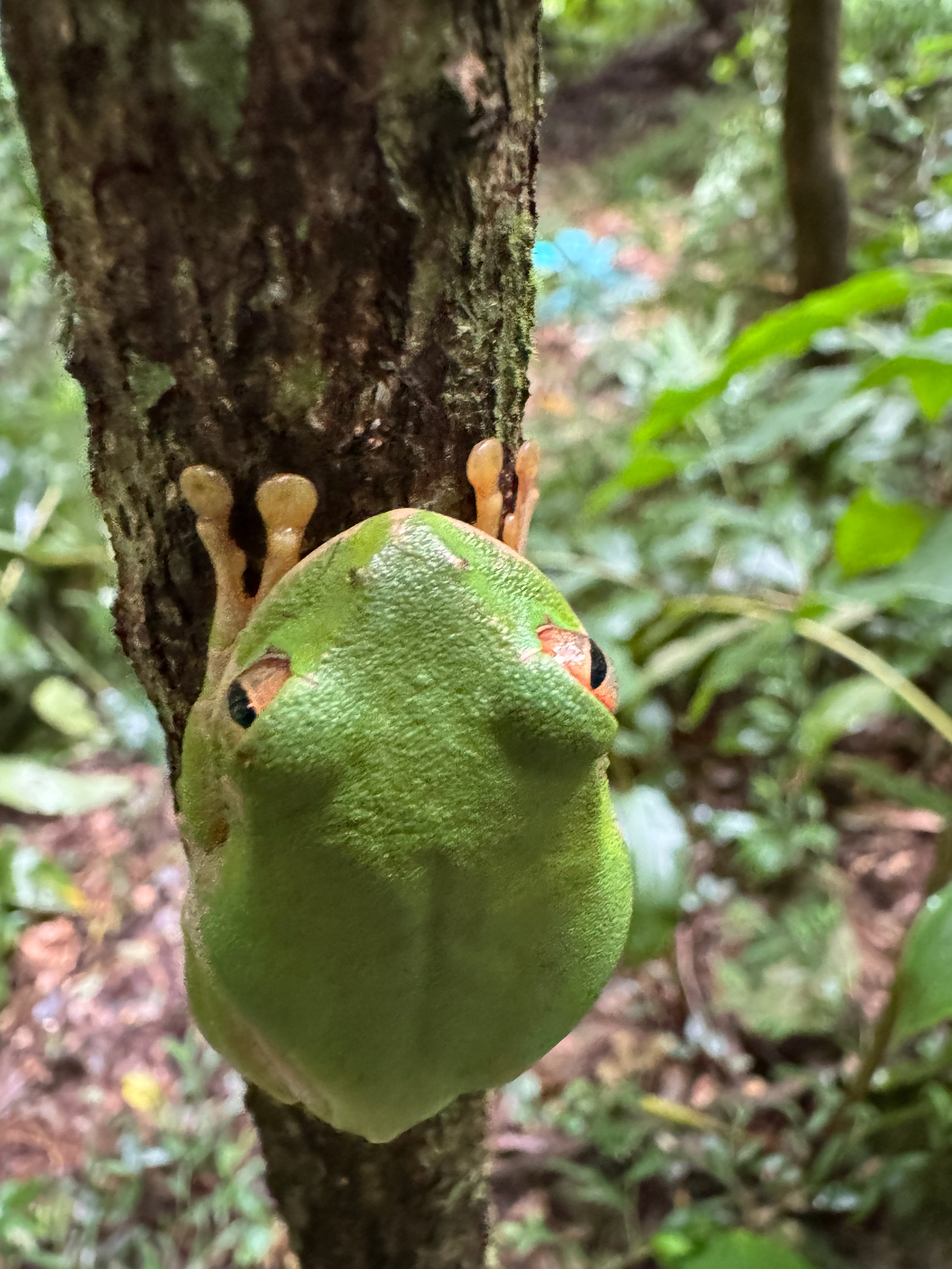 Leptopelis natalensis (Smith, 1849)