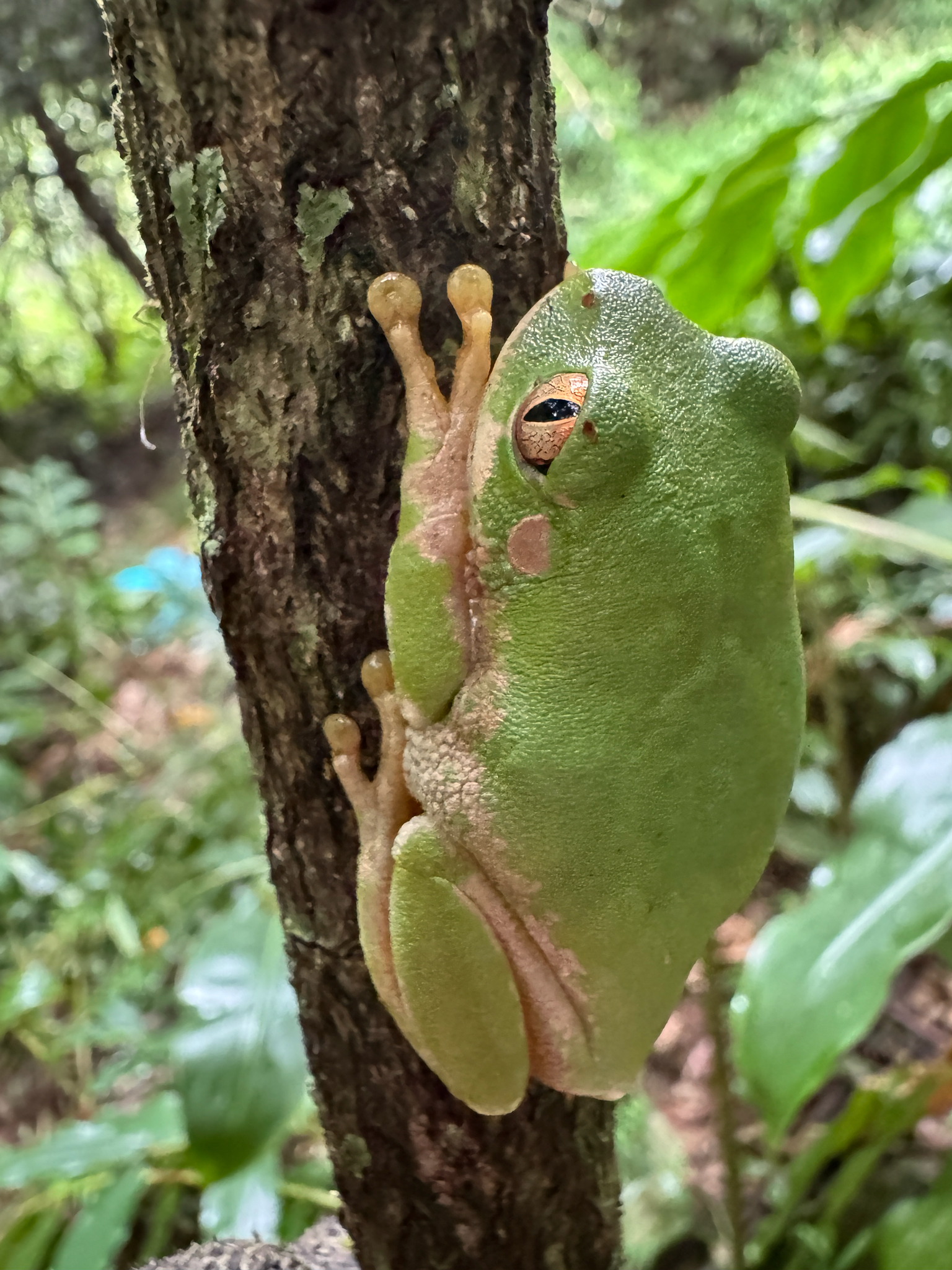 Leptopelis natalensis (Smith, 1849)