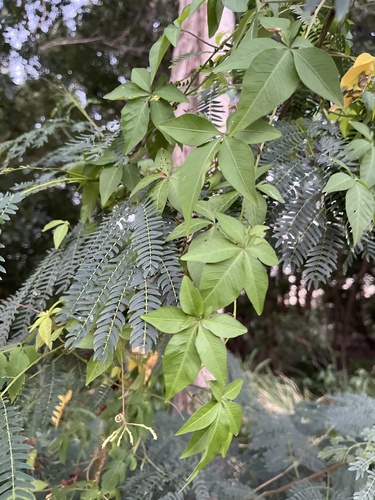 Mile a Minute Vine (Ipomoea cairica)