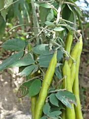 Senna quinquangulata