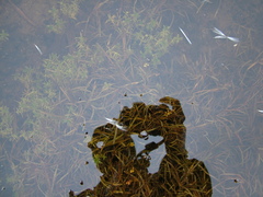 Potamogeton sibiricus