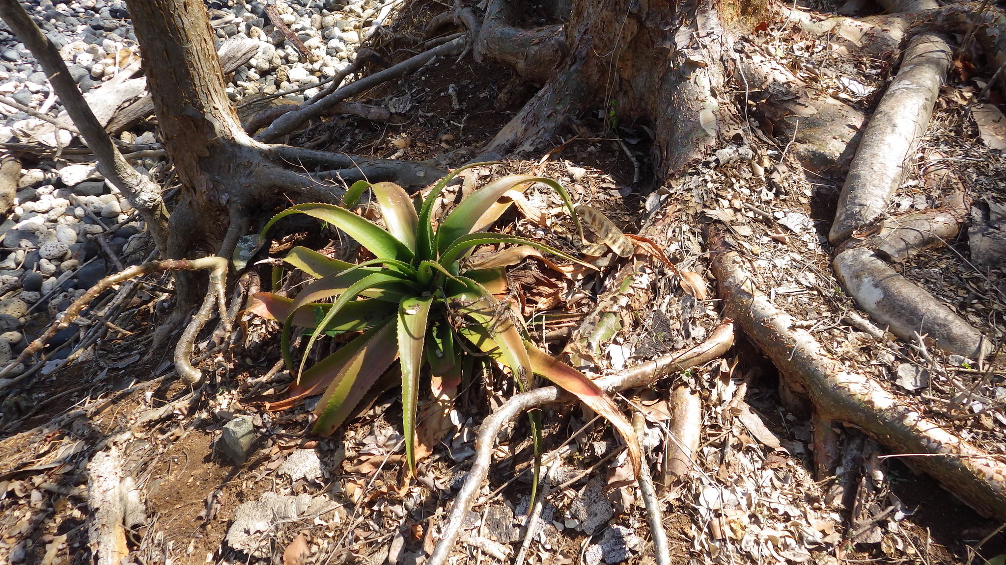 Aloe mayottensis