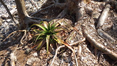 Aloe mayottensis image