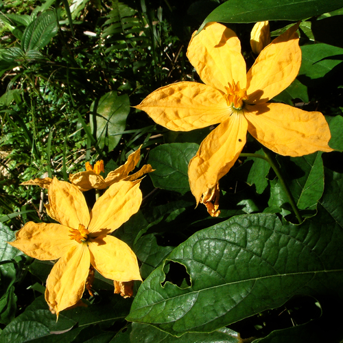 Cogniauxia podolaena (Cogniauxia podolaena)