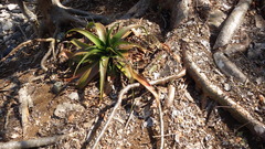 Aloe mayottensis image