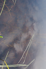 Potamogeton sibiricus