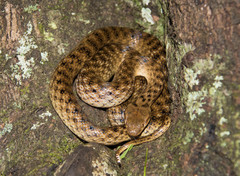 Madagascarophis colubrinus