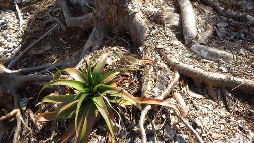 Aloe mayottensis image