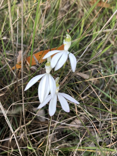 Painted Fingers (Caladenia picta)