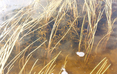 Potamogeton sibiricus