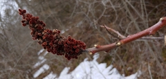 Rhus × borealis