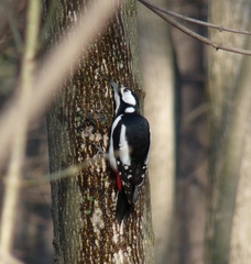 Dendrocopos major