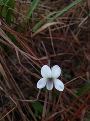 Will McFarland, CC BY, iNaturalist via GBIF Viola vittata, photograph Will McFarland, CC BY, iNaturalist via GBIF