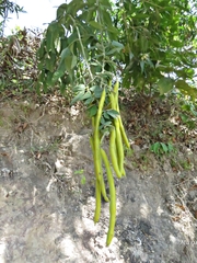 Senna quinquangulata