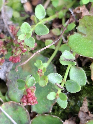 creeping raspwort (Gonocarpus micranthus)