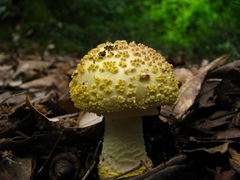 Amanita franchetii