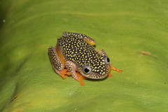 Whitebelly Reed Frog photo 3