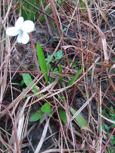 Viola vittata, photograph 3