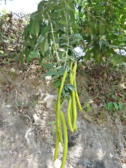 Senna quinquangulata