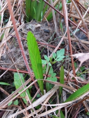 Will McFarland, CC BY, iNaturalist via GBIF Viola vittata, photograph Will McFarland, CC BY, iNaturalist via GBIF