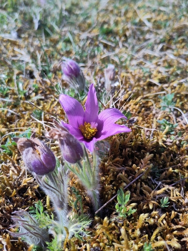 European Pasqueflower (Pulsatilla vulgaris)
