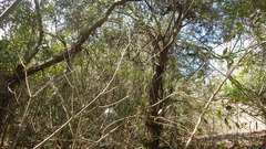 Euphorbia physoclada