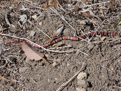 Micrurus nigrocinctus