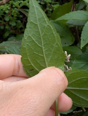 Eupatorium luchuense, photograph Francisca Wu, CC BY, iNaturalist via GBIF