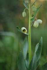 Fritillaria persica