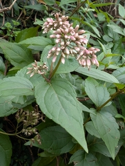 Eupatorium luchuense, photograph Francisca Wu, CC BY, iNaturalist via GBIF