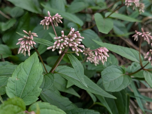 Eupatorium luchuense, photograph 5