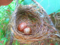 White-Bearded Manakin photo 2