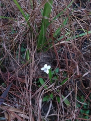Will McFarland, CC BY, iNaturalist via GBIF Viola vittata, photograph Will McFarland, CC BY, iNaturalist via GBIF