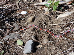 Micrurus nigrocinctus