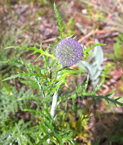southern globe thistle (Echinops ritro)