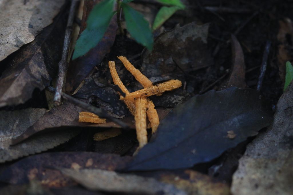 Pseudocolus fusiformis · April 2026 · photo: © sofiazed1 (iNaturalist, cc-by)