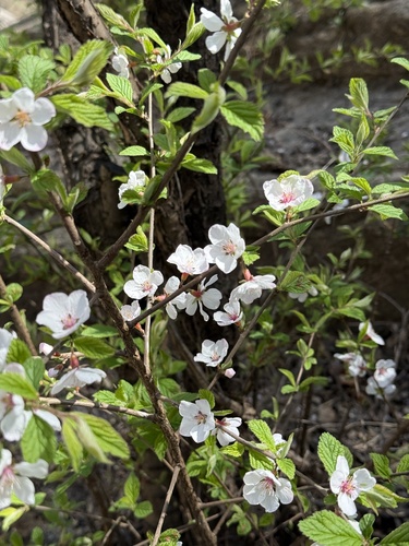 Nanking Cherry (Prunus tomentosa)