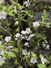 Nanking Cherry (Prunus tomentosa)